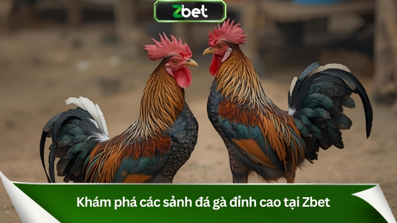 Đá Gà Zbet – Sân Chơi Kịch Tính, Cá Cược Đỉnh Cao 2025 2 Khám phá các sảnh đá gà đỉnh cao tại Zbet