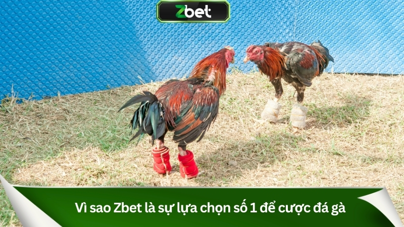 Đá Gà Zbet – Sân Chơi Kịch Tính, Cá Cược Đỉnh Cao 2025 1 Vì sao Zbet là sự lựa chọn số 1 để cược đá gà